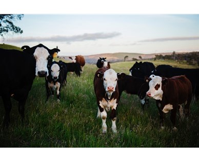 牛羊裝上太陽能GPS定位耳標 促進智慧牧場建設